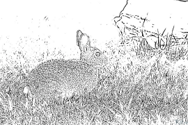 Lepus Coloring Pages To Print